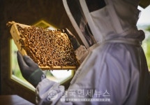 한화, 국내 최초 태양광으로 꿀벌 키우고 지킨다