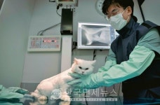 SKT 반려동물 AI 의료 서비스 엑스칼리버 호주·싱가포르 진출