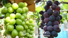포도계 왕좌 교체 日 샤인머스캣, 거봉 제치고 재배 면적 1위 등극 [KDF World]