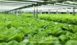 롯데이노베이트, 도시의 푸른농장에 비전 AI 접목…스마트팜 진화 가속