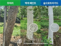 KCC, 농촌진흥청과 과수 보호 기술 선봬...페인트로 동해 막는다