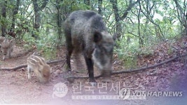 세종시 나성 다정 새롬, 멧돼지떼 출몰… 경찰·소방 긴급 포획 나서