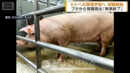 日 신장 이식용 유전자변형 돼지 생산 개시…2028년 임상시험 목표 [KDF World]
