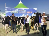 제1회 경상남도 젖소 품평회 / 함양군 삼민목장 젖소, 경남 홀스타인 그랜드 챔피언 등극