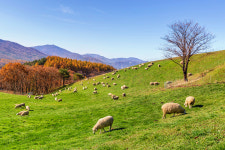 (사)친환경축산협회, ‘여행으로 만나는 아름다운 축산농장 사진공모전’수상작 발표