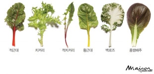 건강한 쌈채소 기르기