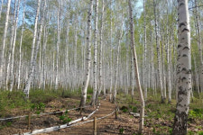 꼭 한번 가보고 싶은 숲 자작나무숲과 편백나무숲…국유림 명품숲 10곳