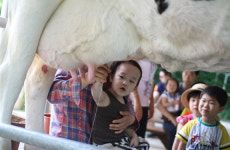 소 젖 짜기, 치즈·쿠키 만들기 등 아이와 함께 체험 할 수 있는 목장 5곳