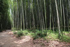 담양 죽녹원 대나무숲 거창 갈계숲 유명산자연휴양림 숲속의 집 등 신규 국가산림문화자산 5곳