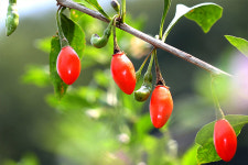 피로에 지친 오후, 원기를 돋우는 ‘약초 차’ 삼총사