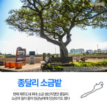 용눈이 오름과 수국으로 유명한 제주도 구좌읍 종달리…이장님이 추천한 마을 명소 6곳