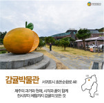 제주에서 가장 따뜻한 마을…감귤과 돌담이 어우러진 제주 효돈마을