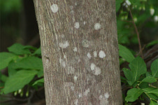 떼로 죽여 때죽나무! 재미있는 사연이 얽힌 나무 이름