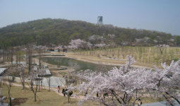 서울 봄꽃 명소 찾나요? 봄나들이하기 좋은 서울 봄 꽃길 6곳