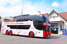 36만 벚꽃이 만드는 낙화유수, 2019 진해군항제 이번주 절정