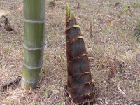 미세먼지 배출에도 효과적! 봄철 영양식품의 제왕 ‘죽순’ 지금이 제철