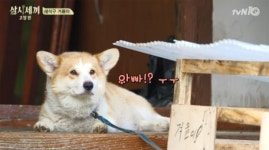 [연예인 반려동물①] 보기만 해도 사랑스러운 스타들의 애완견