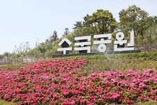 [주말 나들이] 싱그러운 초여름 수국 세상으로 가볼까…신안군 도초 수국공원에서 열리는 섬수국축제