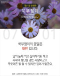 7월 1일 탄생화 쑥부쟁이