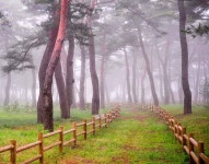 국내 최대 규모 천연림 군락지 울진 금강송숲길이 열린다…‘울진 금강송 에코리움’ 그랜드 오픈