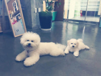 송혜교·박명수가 반한 애완견 비숑 프리제, 성격이 어떻길래?