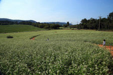여기에서 찍으세요~! 전국 셀프 웨딩촬영 명소