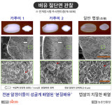 밀처럼 간편하게 빻아 쓰는 쌀가루 전용 품종 ‘가루미’ 개발