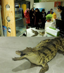 ‘아내의 맛’ 함소원♥진화 부부, 악어고기X생닭잡기 등 스케일 다른 대륙의 잔칫상