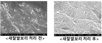 가바, 폴리코사놀 등 새싹보리 기능 성분 함량 늘리는 기술 개발