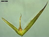 희망의 상징! 신비의 ‘대나무꽃’, 진주-창원 2번 국도변에 활짝