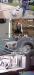 뒷다리 파업…장애견을 관종견으로? 애니멀봐 측, 지나친 자막 사과드린다(전문)