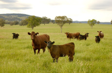호주축산공사, 지속 가능한 축산업을 위한 미래 모델 제시