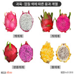 과육 색깔별 맛·식감 다른 ‘용과’, 국내 남부지역 본격 수확 시작