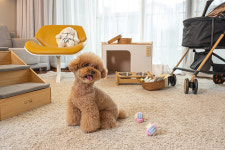 제주신화월드, 반려견 동반 객실 ‘펫프렌들리룸’ 선보여