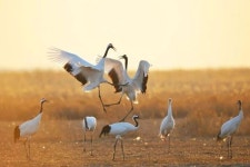 습지를 찾은 철새를 찾아 떠나는 염성 생태 관광