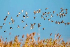 습지를 찾은 철새를 찾아 떠나는 염성 생태 관광