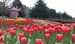 힐링 수목원 상효원, 2019 상효원 튤립축제 개막