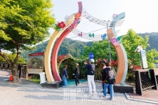 단양강변 수천 송이 장미 꽃길 인기... 6월 7일 장미길의 향연 행사 열려