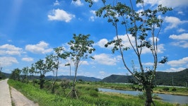 화순군 지석천 제방숲 조성, 총체적 부실 논란 확산