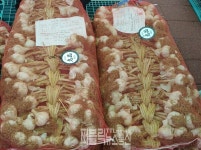 단양군, 단양마늘 과학적·고급화 위해 두 가지 핵심 연구용역 동시 추진