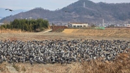 순천만 흑두루미, 갈대숲 탐방로 안 2200마리 먹이활동