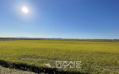 [포토] 황금빛 물든 당진 우강면 소들평야