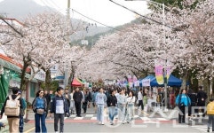 경남 통영, 봉숫골 꽃나들이 축제  2년 연속 경남도 지역특화축제 선정