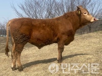 전북특별자치도 축산연구소, 3년 연속 한우 씨수소 배출