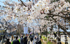 [포토] 봄~바람 휘날리며~ 2025 여의도 봄꽃축제 개막