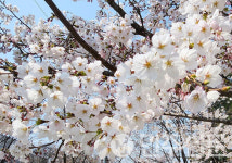 [포토] 봄~바람 휘날리며~ 2025 여의도 봄꽃축제 개막