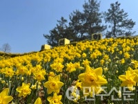 전남 신안군2025 섬 수선화 축제 성황리에 종료