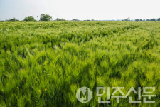 경남 함안군 감성가득, 즐거움 충전!  칠서 생태공원 청보리‧작약축제로 떠나볼까요?