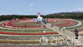 전남 신안군, 2025 섬 튤립축제