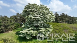 전북 고창군 아산면 중월마을 이팝나무, 산림청 올해의 나무 선정